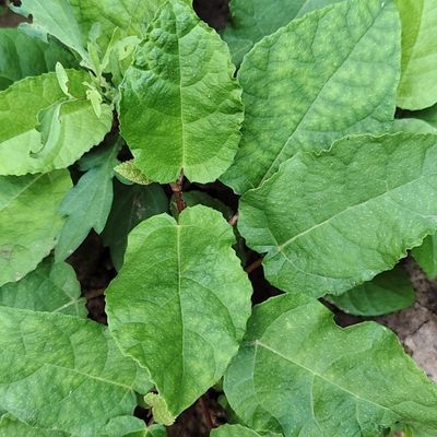 六月六新鲜地瓜滕野生地瓜枇杷石榴瓜藤带根天然食用藤根全新鲜草