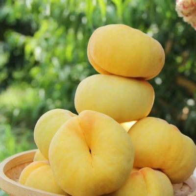 团现货现摘新鲜蒙阴黄蟠桃当季孕妇脆甜多彩虹油桃子山东时令水果
