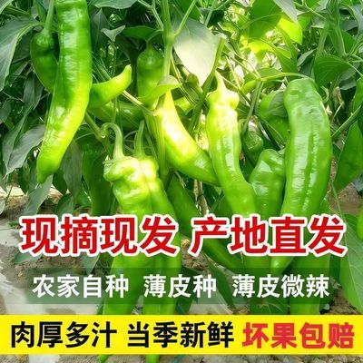现摘牛角椒弯辣椒尖椒薄皮青椒微辣虎皮椒新鲜蔬菜当季现货正品