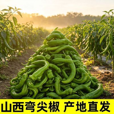 高原弯辣椒牛角椒尖椒薄皮青椒微辣虎皮椒新鲜蔬菜当季现摘正品
