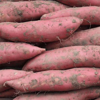 安徽皖北沙地西瓜红正宗蜜薯糖心新鲜当季红薯红心地瓜番薯批发优惠商品图片