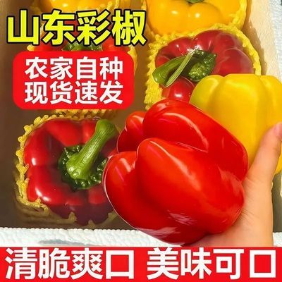 五彩圆椒新鲜山东彩椒寿光灯笼椒水果不辣甜椒沙拉柿子椒蔬菜