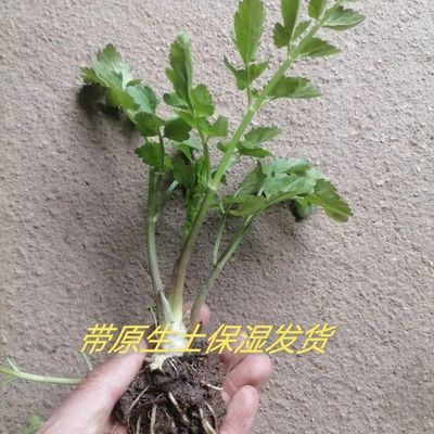 东北野生水芹菜 野河芹菜 野菜 小芹菜 绿植水培植物