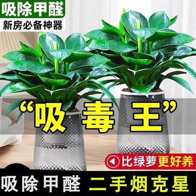 大叶金钻绿公主室内四季常青绿植水培盆栽除甲醛绿植懒人净化空气