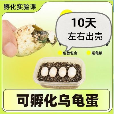傻瓜式乌龟蛋孵化套装包孵化学生迷你活体乌龟金线草龟宠物活体好