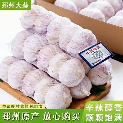 邳州新干紫皮蒜出口级精选精品紫皮蒜散装新鲜蒜瓣饱满调味料