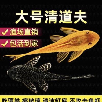 大帆鱼正宗清道夫鱼底栖异形吃青苔绿藻擦玻璃鱼清道夫清洁鱼女王