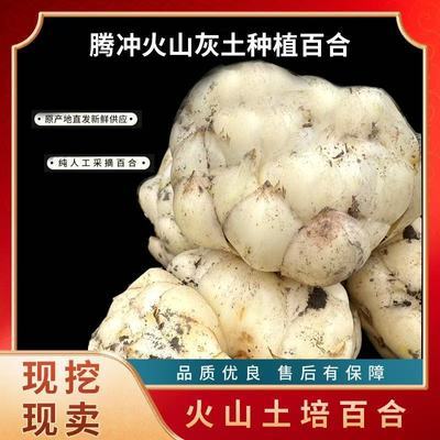 腾冲火山土种植新鲜百合可食用百合正宗食品级鲜白合纯天然2026