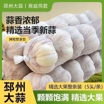 新干紫皮蒜邳州紫皮蒜头调味蒜头新干紫皮蒜批发紫皮大蒜头便宜