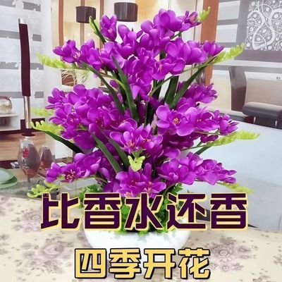 【十里飘香】懒人新品清香玉球根兰花盆栽花卉大全耐寒四季开花