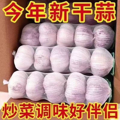 邳州出口级新紫皮蒜精选紫皮蒜新干紫皮蒜精选新鲜干紫皮蒜炒菜蒜