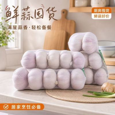 邳州新干紫皮大蒜头产地直发新干紫皮蒜批发红皮精选优质大蒜头