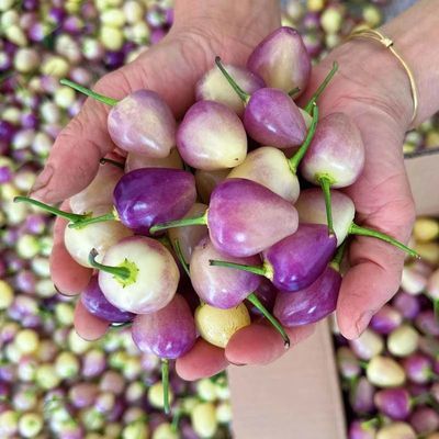 农产品大咖当季新鲜七彩辣椒五彩辣椒灯笼椒剁椒圆椒五色辣椒泡椒优惠商品图片