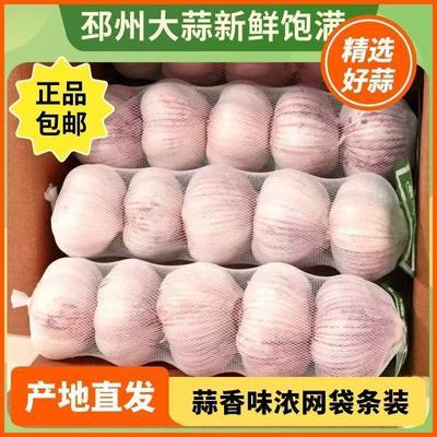 邳州新干紫红皮蒜红皮精选干大蒜头当季新鲜紫皮蒜新货产地直发