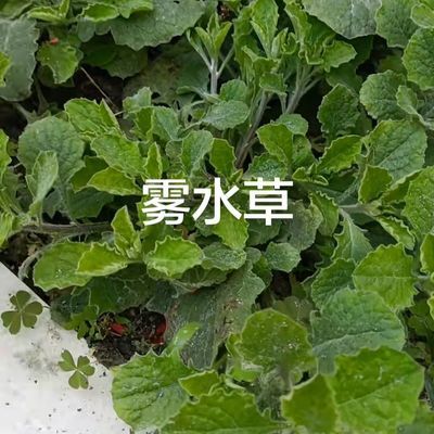 广东雾水草裸根苗2棵新鲜新款优惠商品图片