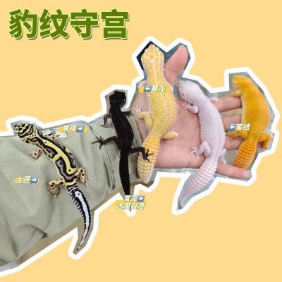 亚成豹纹守宫温顺家养宠物新手入门可爱爬宠易活好养时尚另类蜥蜴