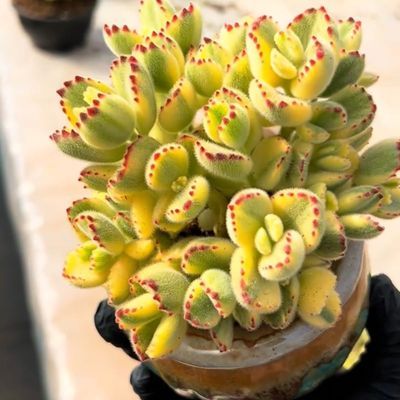 白熊锦多肉植物多头群生夏天好养花卉盆栽粉熊熊童子懒人室内绿植
