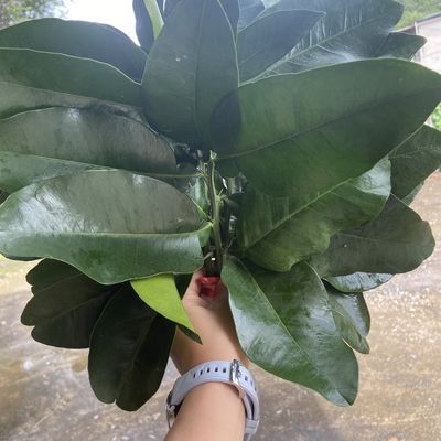 老树现摘新鲜柚子叶碌叶  转运 沐浴洗澡 乔迁新居
