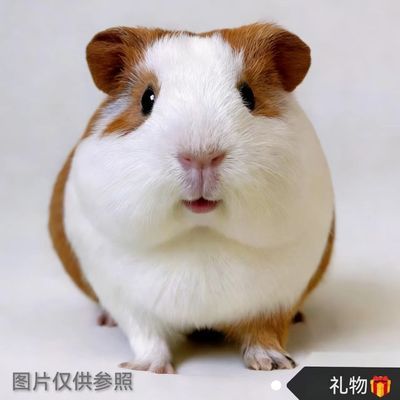 荷兰猪活宠豚鼠活体幼体宠物荷兰鼠幼崽荷兔彩豚黑豚逆毛家养幼体