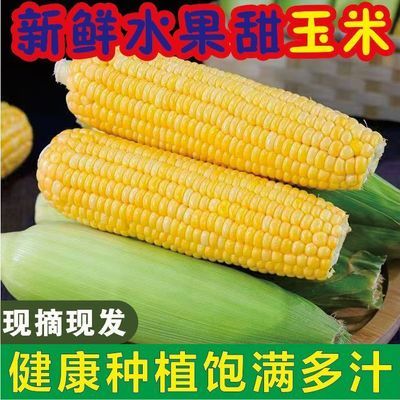 【高山种植】当季水果玉米棒子新鲜采摘代餐杂粮鲜嫩糯农家粗粮食
