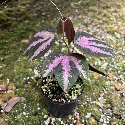 彩叶西番莲鸭掌西番莲鹅掌西番莲雨林植物紫色紫叶新款阳台