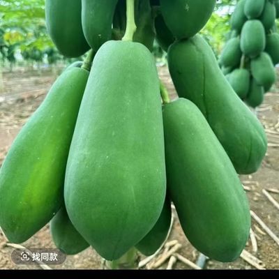 正宗云南青木瓜凉拌泰式腌制新鲜木瓜产妇下奶煲汤生木瓜应季水果优惠商品图片