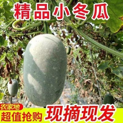 【新鲜现摘】农家自种小个挂霜迷你水果冬瓜煲汤佳选包邮坏果包赔优惠商品图片
