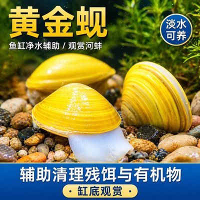 黄金河蚌专吃粪便小河活体净化易养水质冷水鲜活除藻观赏绿水贝壳