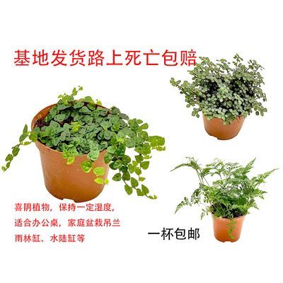 迷你小叶霹雳薛荔BB草灰绿冷水花狼尾蕨虎耳水陆雨林景观盆栽植物优惠商品图片