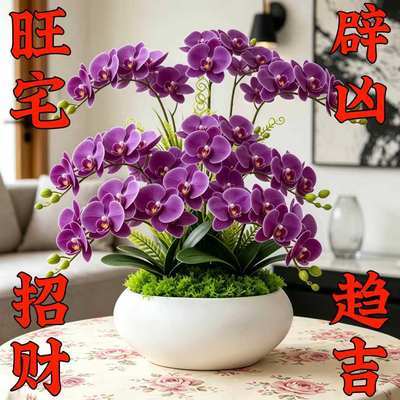 【十里飘香】懒人新品清香玉球根兰花盆栽花卉大全耐寒四季开花