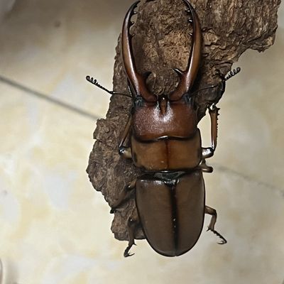 两点赤锯虫公虫颜色漂亮状态好活泼健康适合新手饲养网红宠物锹甲优惠商品图片