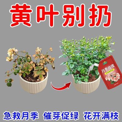 急救】月季玫瑰营养液催芽剂防黄叶不开花催花爆花发新芽专用肥