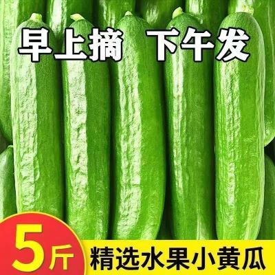 山东潍坊保鲜保脆水果小黄瓜荷兰生吃批发新鲜山东小青瓜黄瓜新鲜