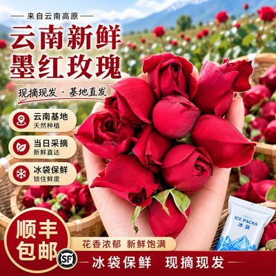 新鲜墨红玫瑰现摘现发基地直发食用玫瑰泡制玫瑰花醋食用鲜花