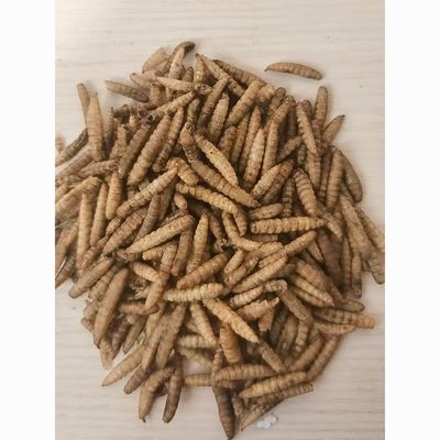 天然昆虫粮宠物营养零食,黑水虻虻虫面包虫干优惠商品图片