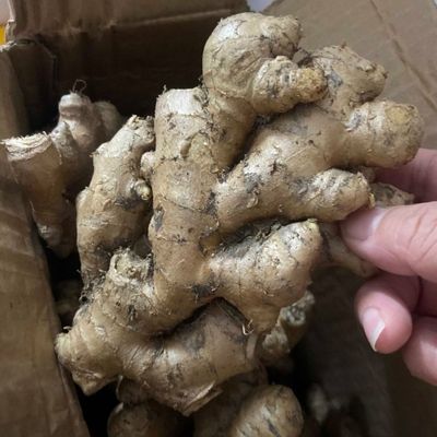 正宗云南小黄姜现挖老姜新鲜蔬菜生姜无硫农家姜高山种植生态大个优惠商品图片