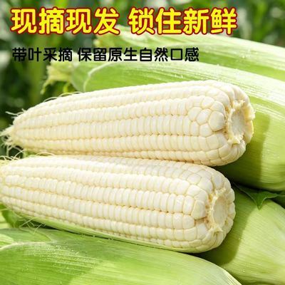 新鲜糯玉米现摘带壳白糯微甜玉米糯玉米棒子新鲜时令蔬菜