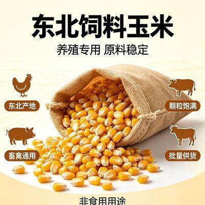 颗粒玉米粒新鲜10特价批发鸡鸭鸽子鱼饲料50钓鱼打窝
