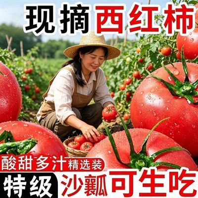 云南正宗现摘沙瓤番茄新鲜生吃西红柿自然蔬菜纯天然包邮整箱
