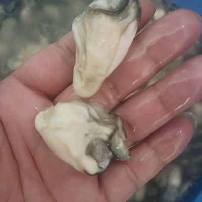 6瓶6斤装 饶平新鲜牡蛎海蛎子 不泡水不泡药  当天现剥优惠商品图片