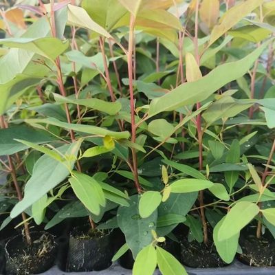 正宗广9桉树苗精品靓苗苗场直发