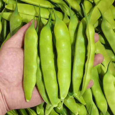 正宗东北吉林九月青油豆角农家自种开锅就烂优惠商品图片