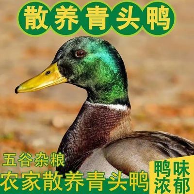 正宗湖北农家散养青头鸭土鸭老鸭新鲜现杀水鸭麻鸭绿头野鸭子优惠商品图片