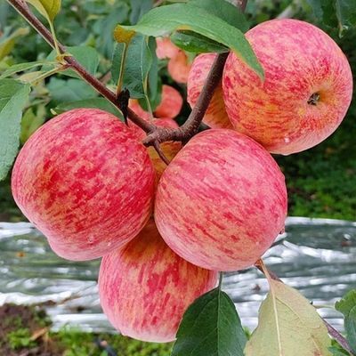 特级红富士正宗苹果脆甜山东烟台新鲜冰糖应季水果当季整箱批发