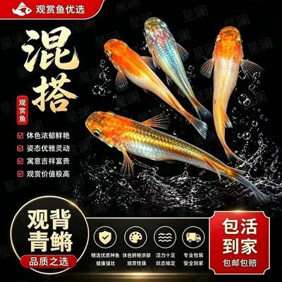 观背青鳉免加热室内观赏鱼四季冬天冷水观赏鱼无需增氧便宜和鱼