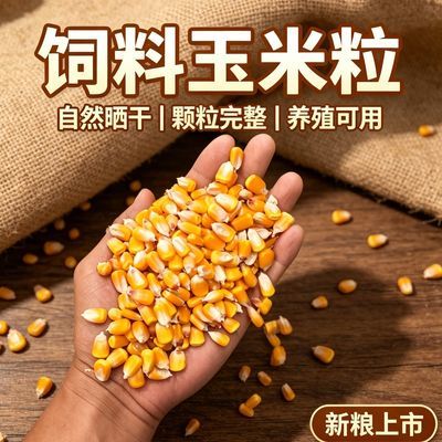 2025优质大颗粒玉米10斤装清仓批发喂鸡鹅猪饲料原料玉米钓鱼打窝