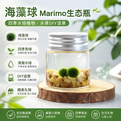 海藻球Marimo生态瓶四季水培植物水草diy造景桌面小宠物生日礼物