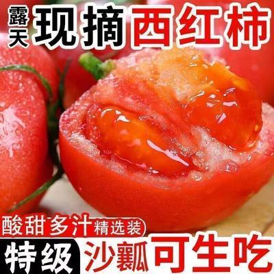 沙瓤番茄生吃西红柿新鲜自然熟沙瓤大番茄现摘水果蔬菜