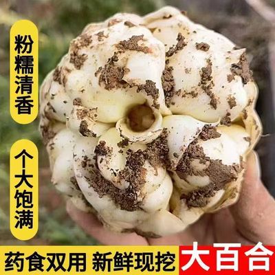 龙山百合富硒精品鲜百合新鲜食用龙山特产正宗现发可食用新鲜百合