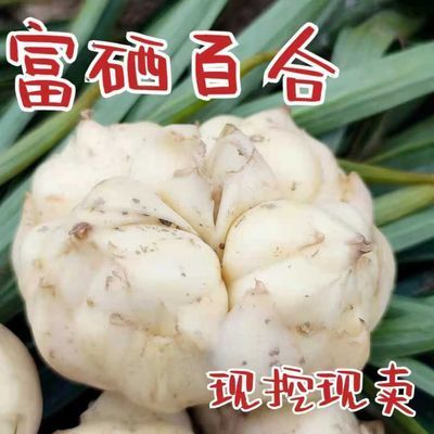 26年优选恩施百合新鲜大白百合非龙山宜兴鲜百合微苦卷丹鲜白合优惠商品图片